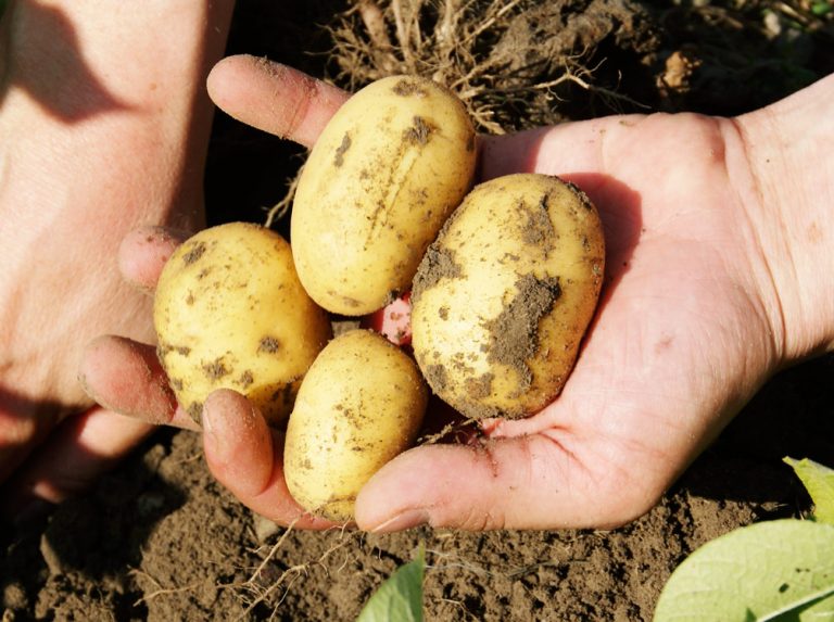 Kartoffeln anbauen Der Tausendsassa im Garten