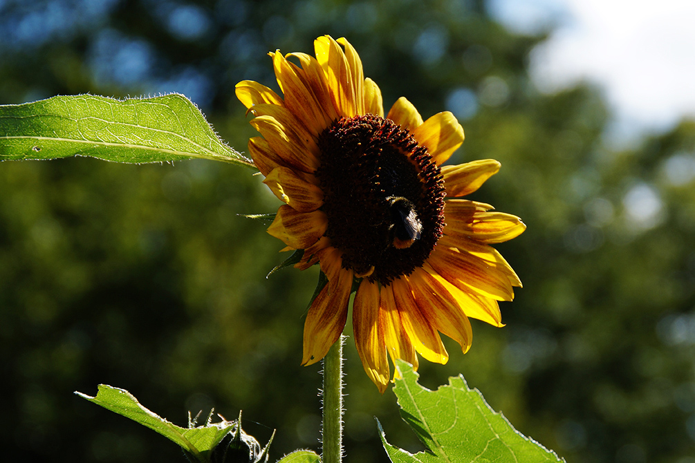 Sonnenblumen anbauen - Wunderschön, gesund und wertvoll